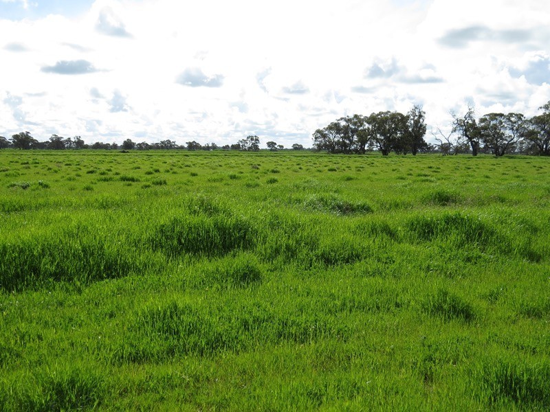 7498 Wakool Road, Barham NSW 2732