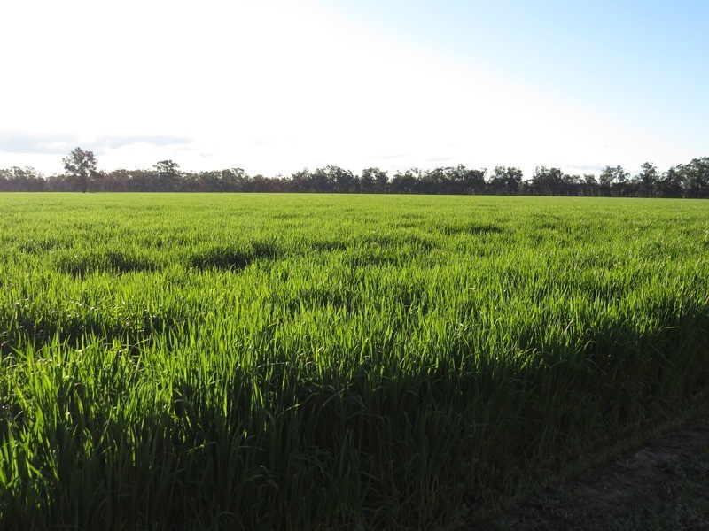264 OLD DENILIQUIN ROAD, Moama NSW 2731
