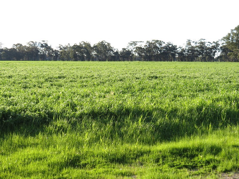 264 OLD DENILIQUIN ROAD, Moama NSW 2731