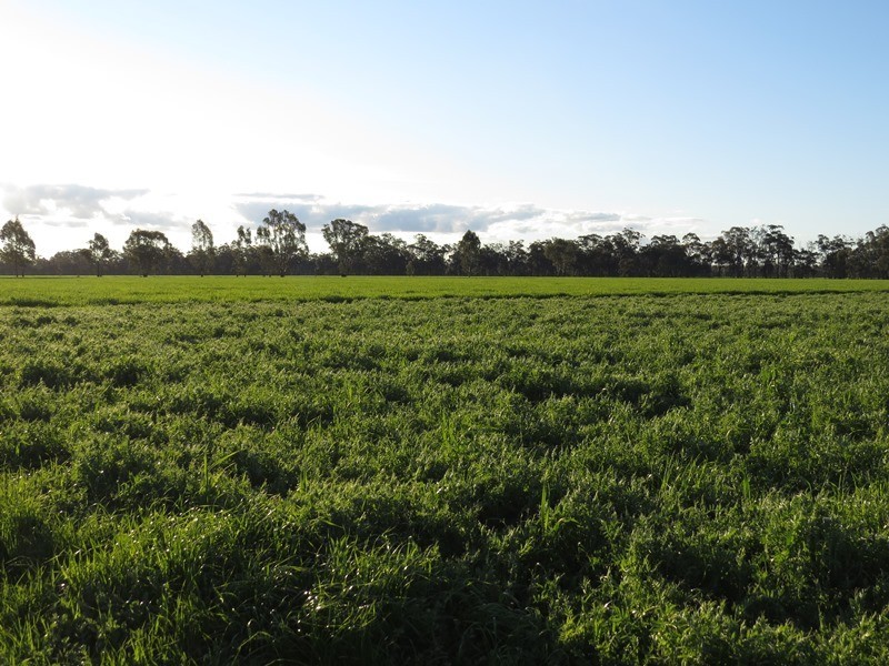 264 OLD DENILIQUIN ROAD, Moama NSW 2731