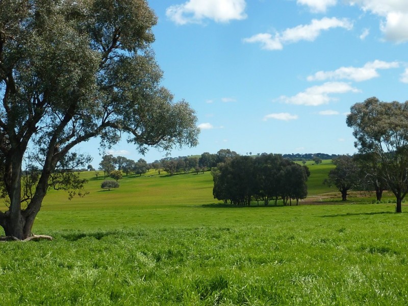 65 Vincents Road Ladysmith, Wagga Wagga NSW 2650