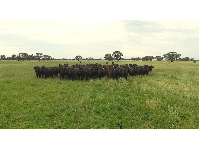 “LONGREACH” 2757 BALPOOL ROAD, Moulamein NSW 2733