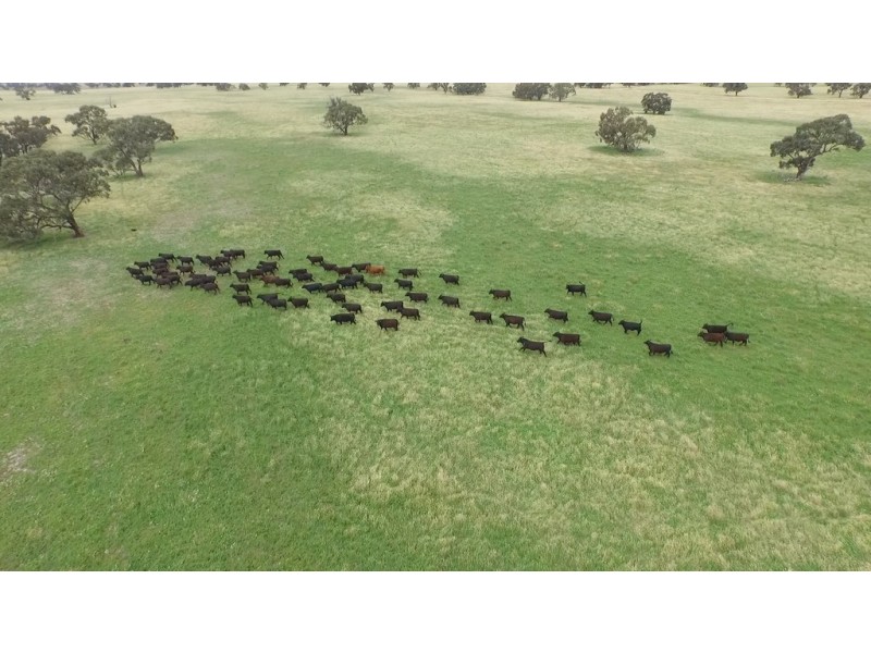 “LONGREACH” 2757 BALPOOL ROAD, Moulamein NSW 2733