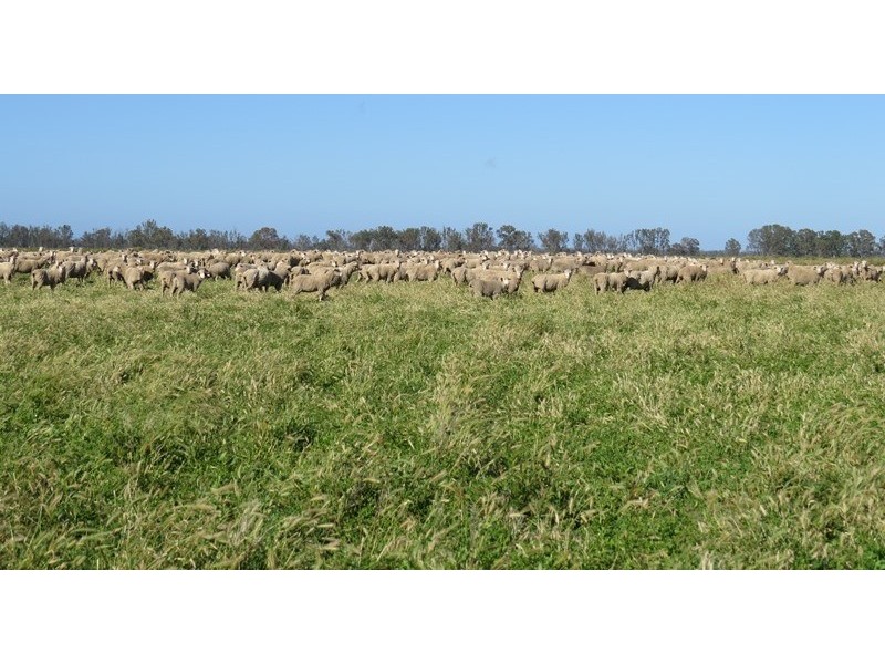 “LONGREACH” 2757 BALPOOL ROAD, Moulamein NSW 2733