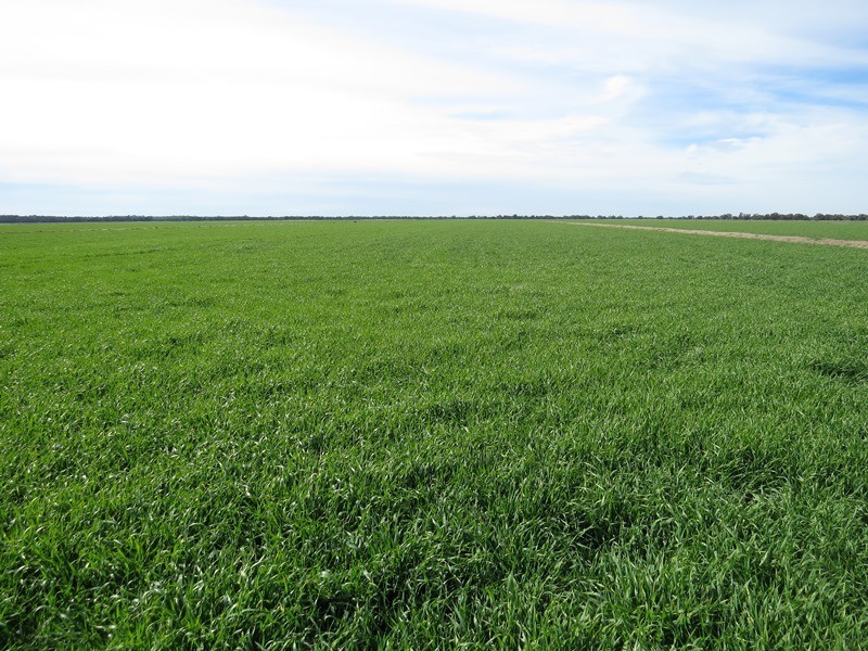 “LONGREACH” 2757 BALPOOL ROAD, Moulamein NSW 2733