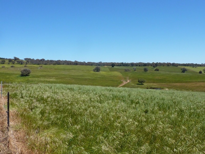 348 Bulloc Road, The Rock NSW 2655