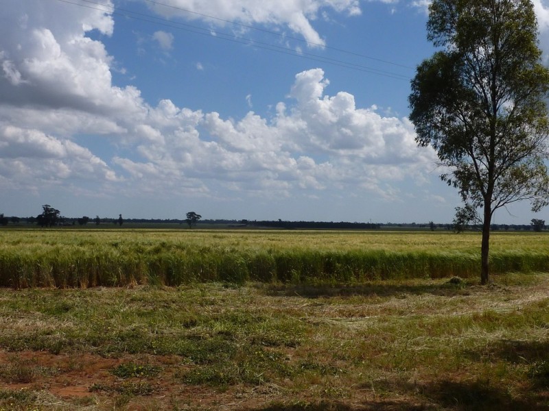 13 Goodes Lane, Coolamon NSW 2701