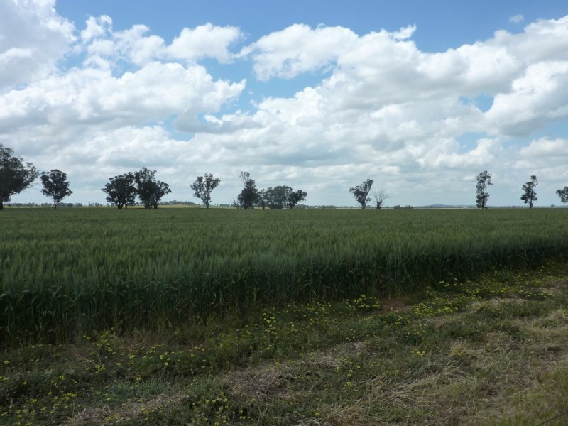 13 Goodes Lane, Coolamon NSW 2701