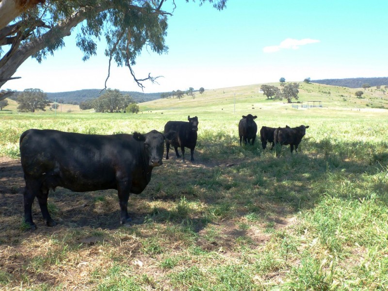 437 Karoopa Lane, Crowther NSW 2803