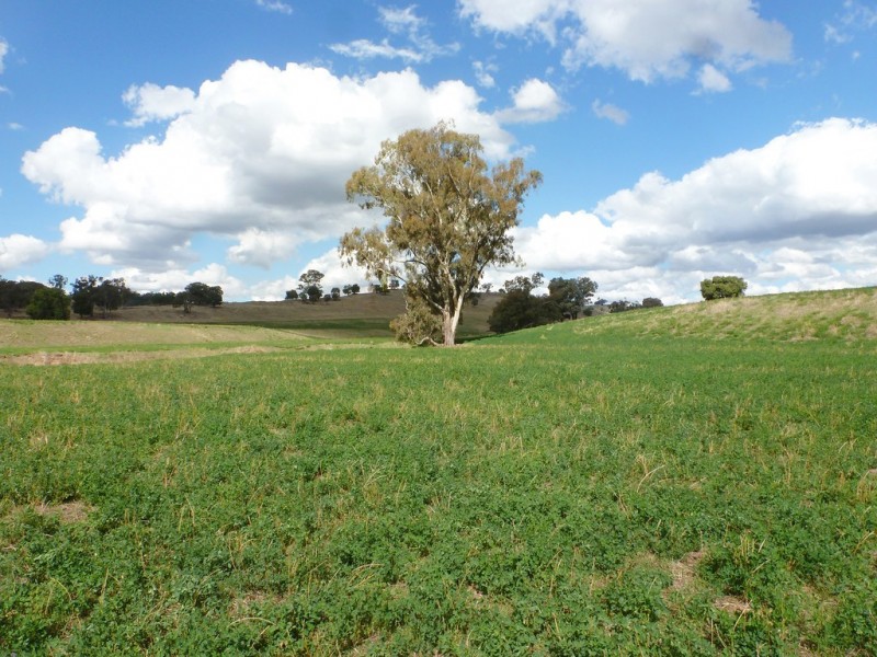 437 Karoopa Lane, Crowther NSW 2803