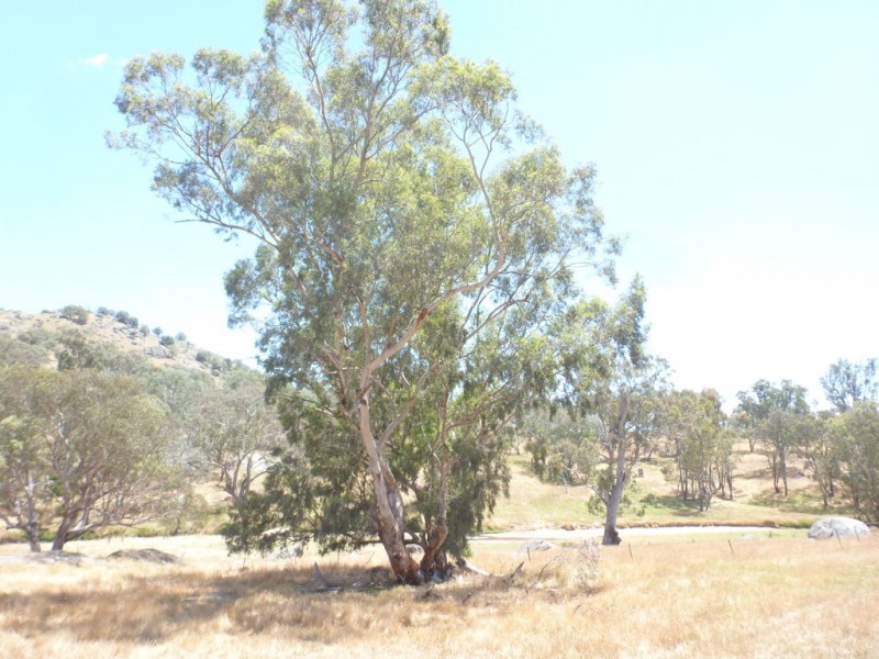 000 Albert Street, Reids Flat NSW 2586