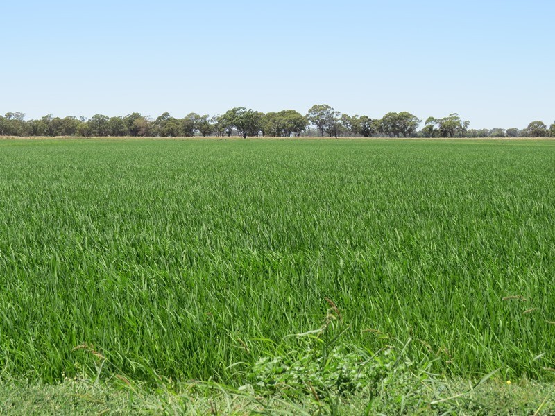 “Woodlands” Hayfield Road, Finley NSW 2713