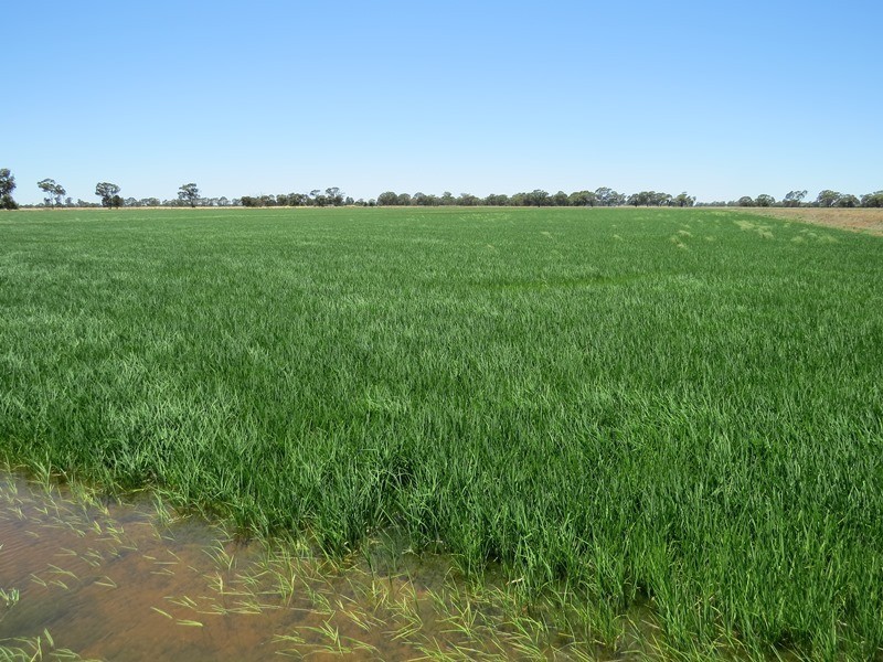 “Woodlands” Hayfield Road, Finley NSW 2713