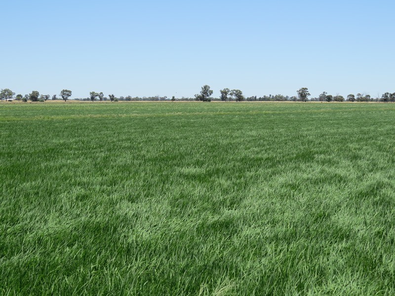 “Woodlands” Hayfield Road, Finley NSW 2713