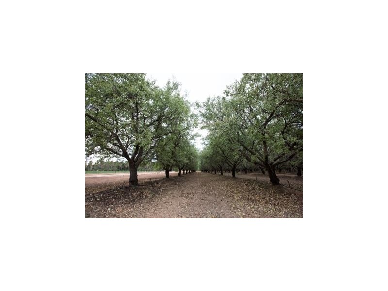 587 Rolfe Road, Finley NSW 2713