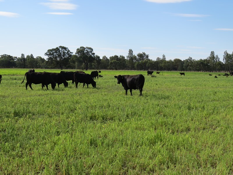 587 Rolfe Road, Finley NSW 2713