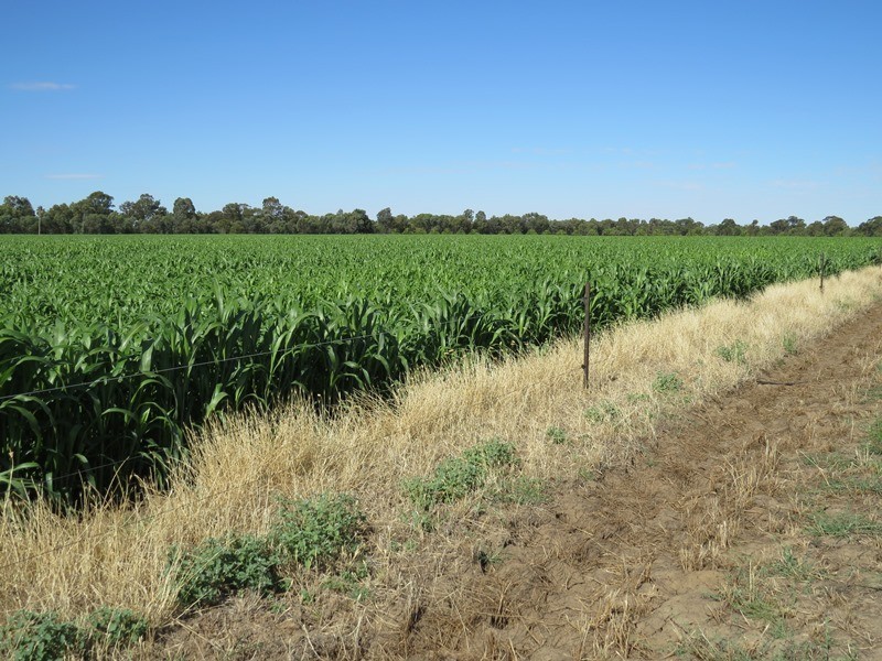 587 Rolfe Road, Finley NSW 2713