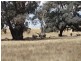 2718 Coppabella Road, Carabost NSW 2650