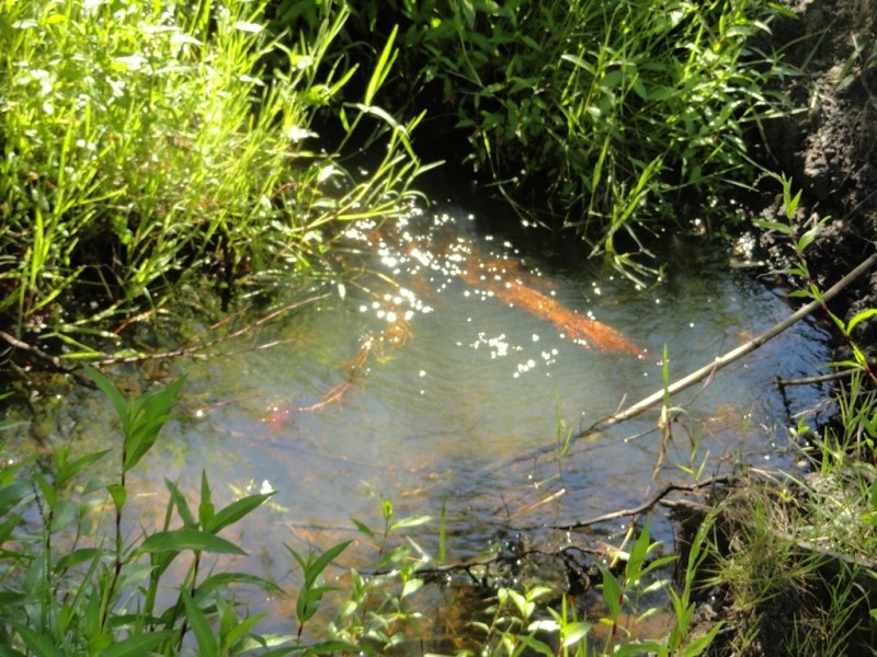 59 Smiths Lane, Mudgegonga VIC 3737