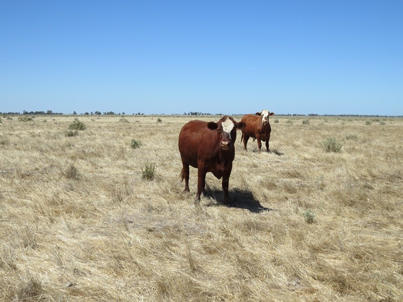 “Dandaloo” Noorong Road, Barham NSW 2732