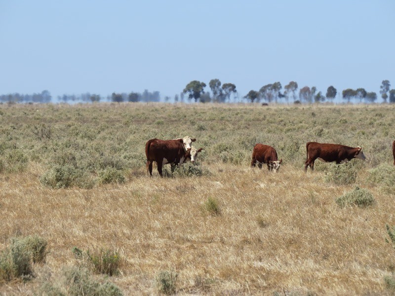“Dandaloo” Noorong Road, Barham NSW 2732