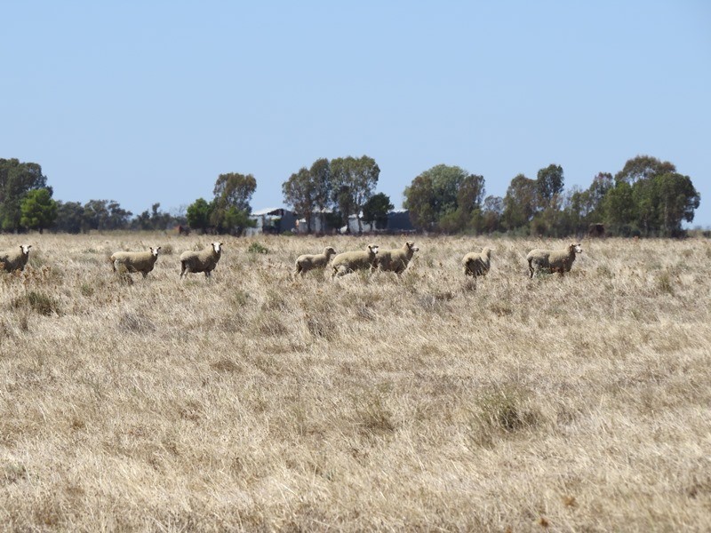 “Dandaloo” Noorong Road, Barham NSW 2732