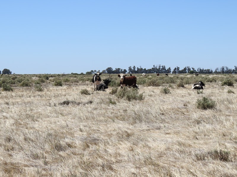“Dandaloo” Noorong Road, Barham NSW 2732