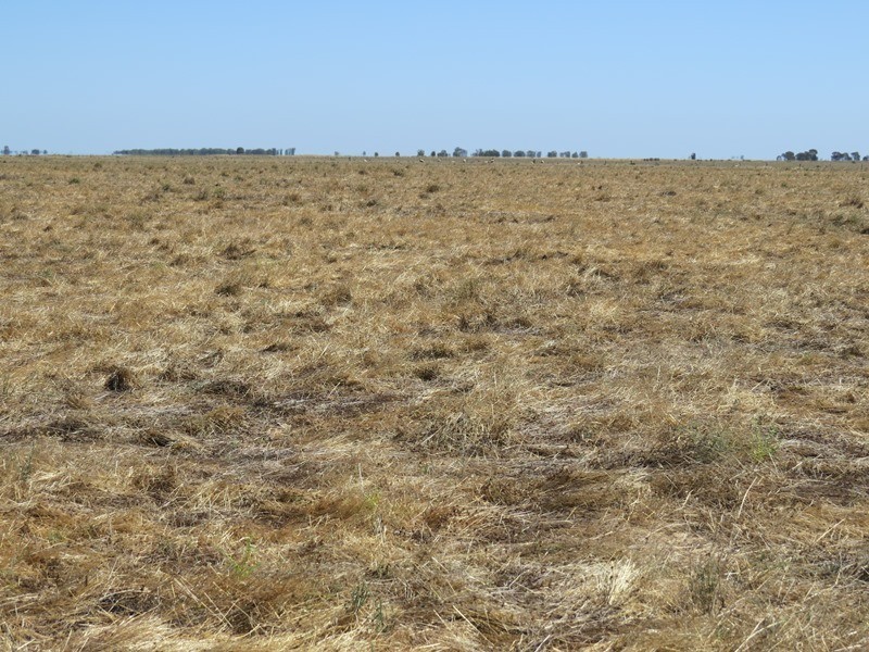 “Dandaloo” Noorong Road, Barham NSW 2732