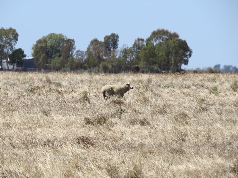 “Dandaloo” Noorong Road, Barham NSW 2732