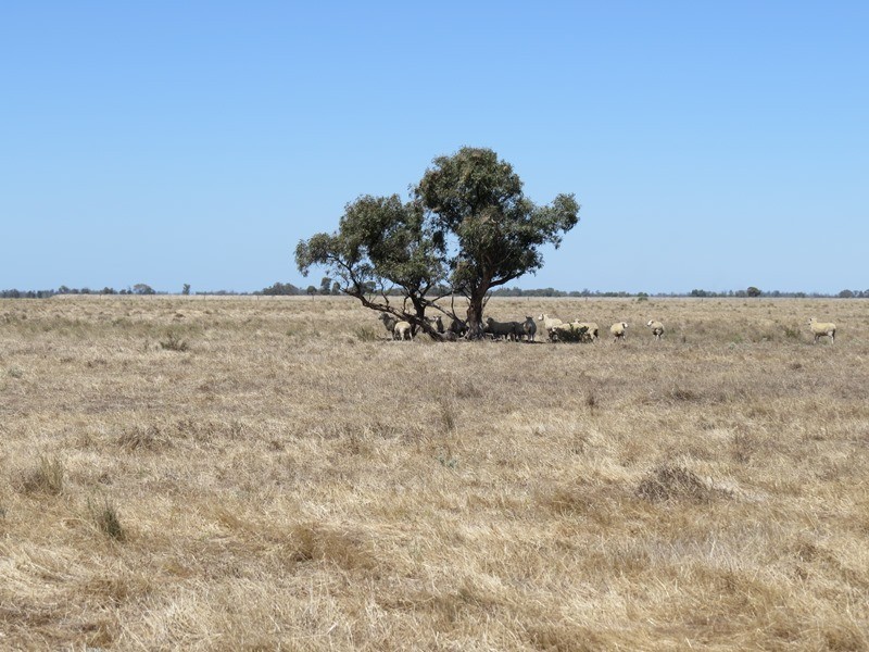 “Dandaloo” Noorong Road, Barham NSW 2732