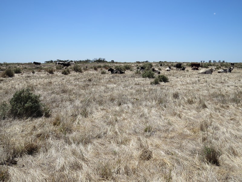 “Dandaloo” Noorong Road, Barham NSW 2732