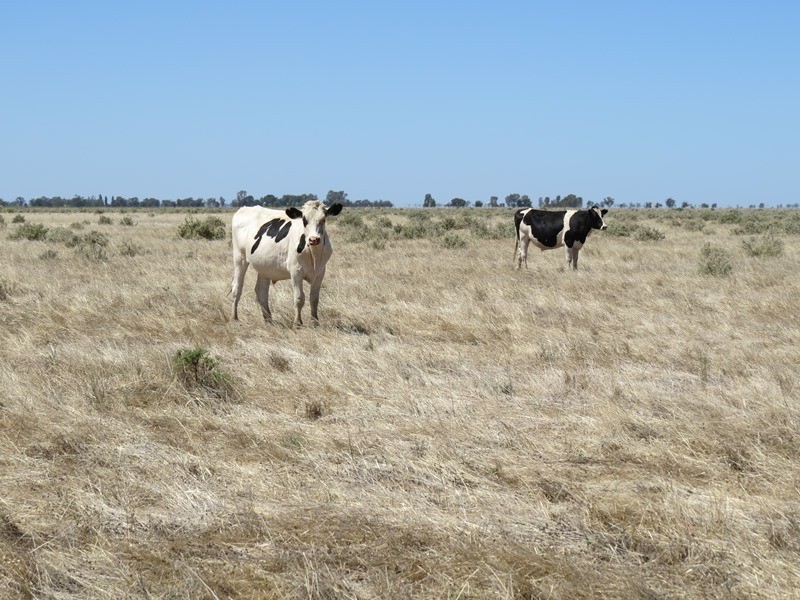 “Dandaloo” Noorong Road, Barham NSW 2732