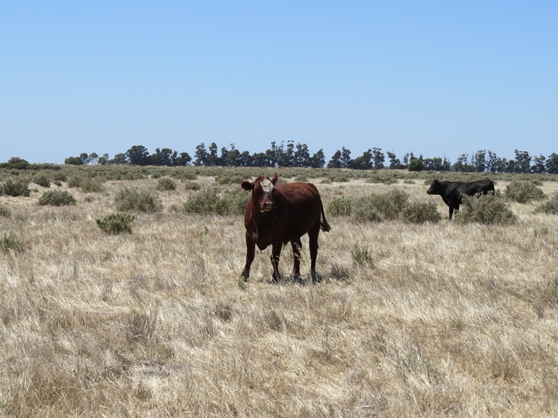 “Dandaloo” Noorong Road, Barham NSW 2732