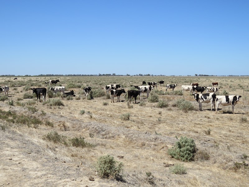 “Dandaloo” Noorong Road, Barham NSW 2732