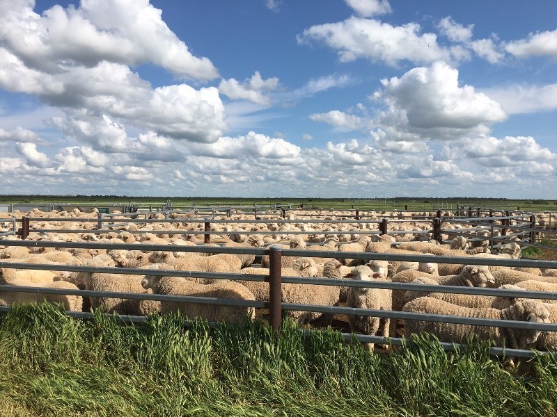 ”Raheen” Raheen Road, Hay NSW 2711