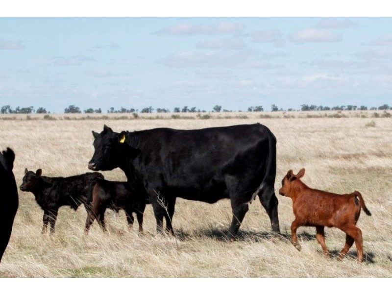 ”Raheen” Raheen Road, Hay NSW 2711