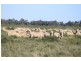 “Nyangay” Cobb Highway, Booroorban NSW 2710