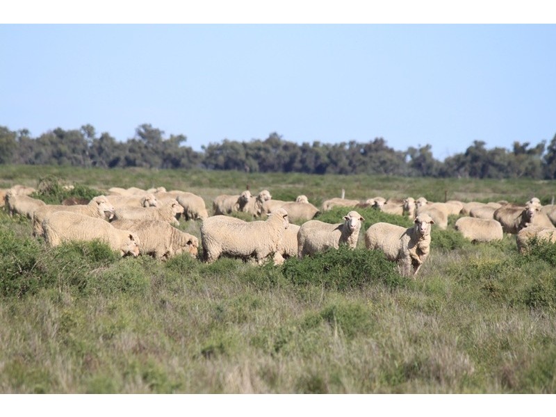 “Nyangay” Cobb Highway, Booroorban NSW 2710