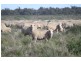 “Nyangay” Cobb Highway, Booroorban NSW 2710