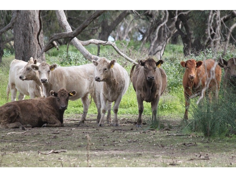 “Nyangay” Cobb Highway, Booroorban NSW 2710