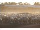“Nyangay” Cobb Highway, Booroorban NSW 2710