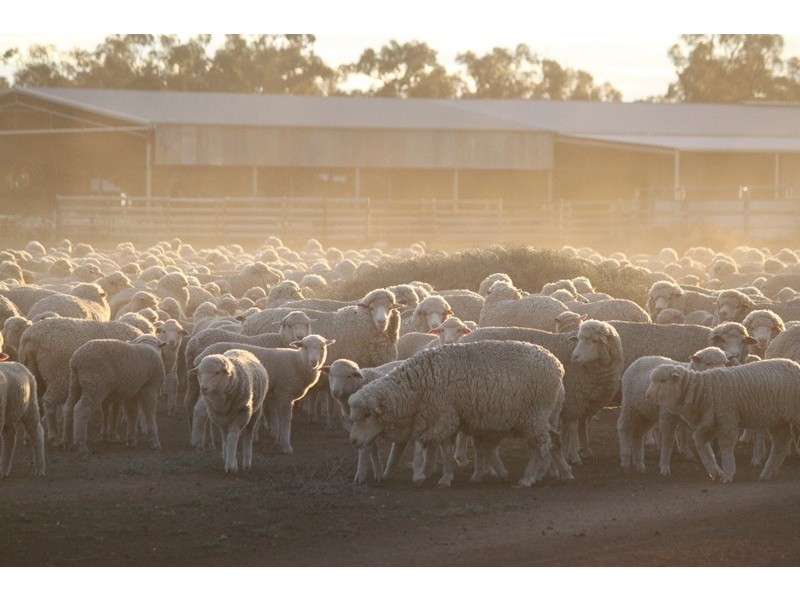 “Nyangay” Cobb Highway, Booroorban NSW 2710
