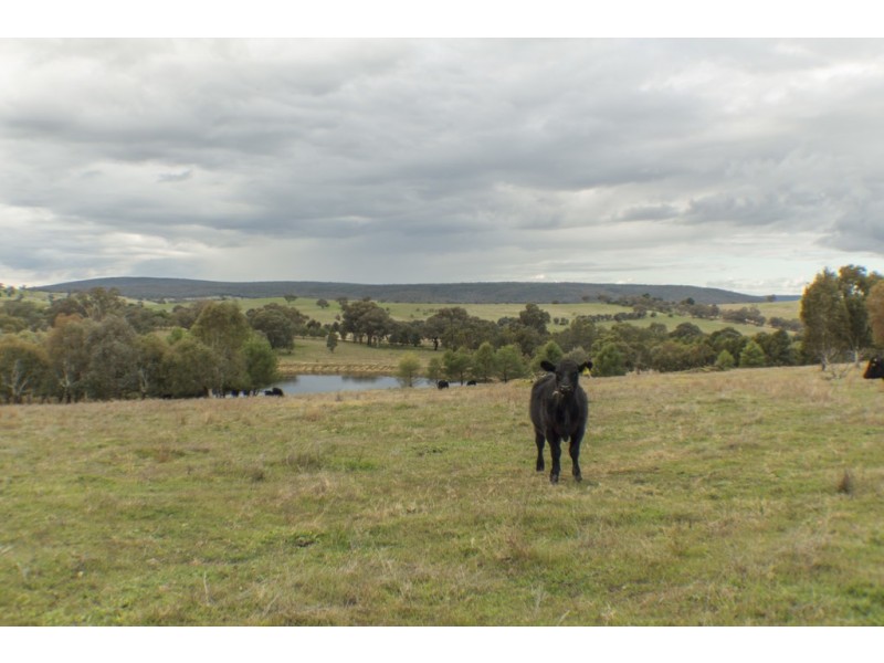 2836 SCENIC ROAD, Young NSW 2594
