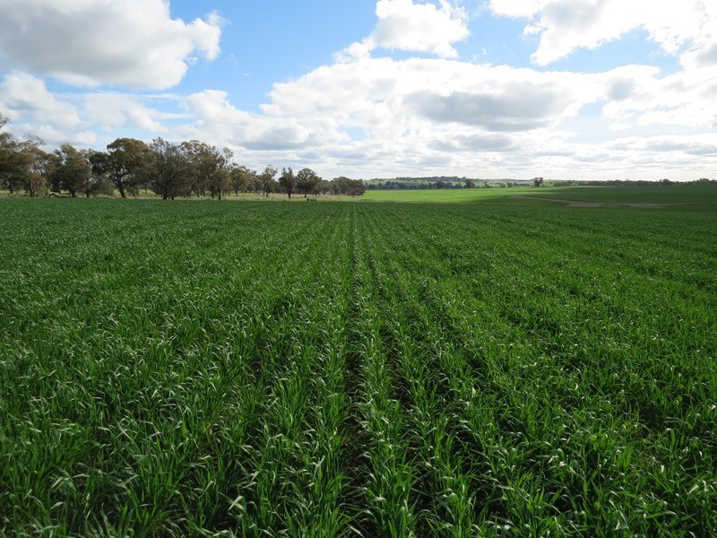 1112 Back Barooga Road, Mulwala NSW 2647