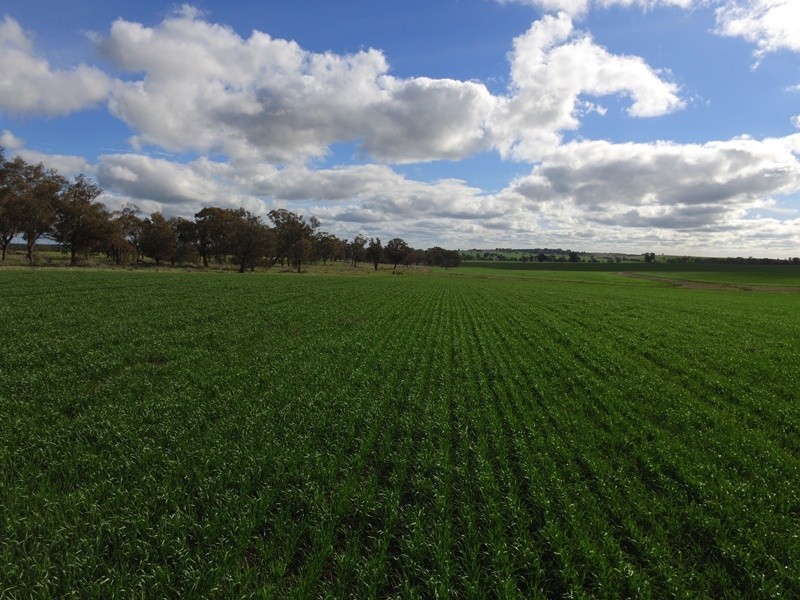 1112 Back Barooga Road, Mulwala NSW 2647