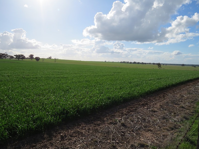 1112 Back Barooga Road, Mulwala NSW 2647