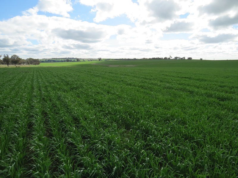 1112 Back Barooga Road, Mulwala NSW 2647