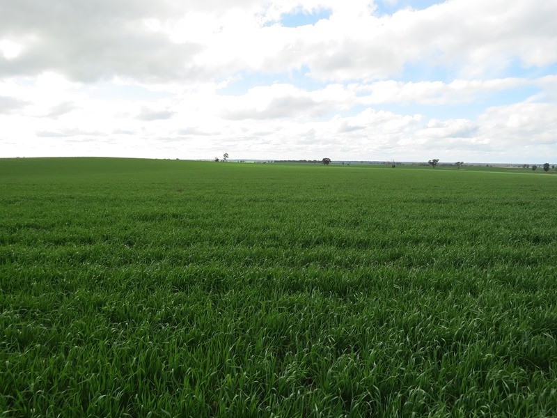 1112 Back Barooga Road, Mulwala NSW 2647