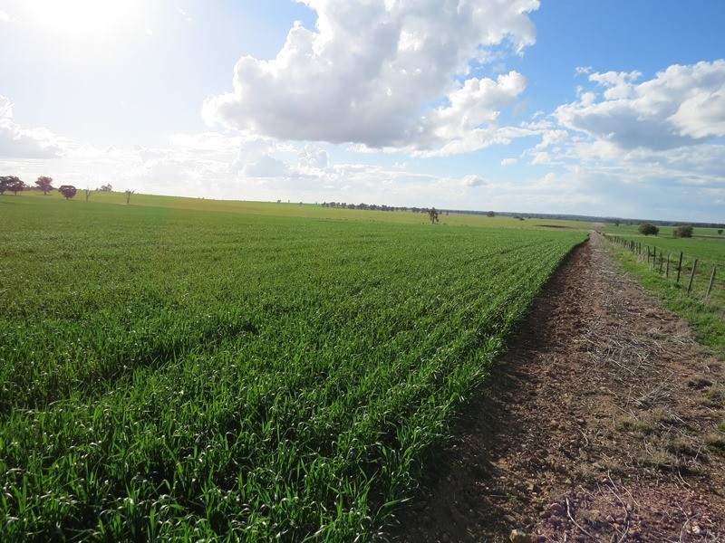 1112 Back Barooga Road, Mulwala NSW 2647