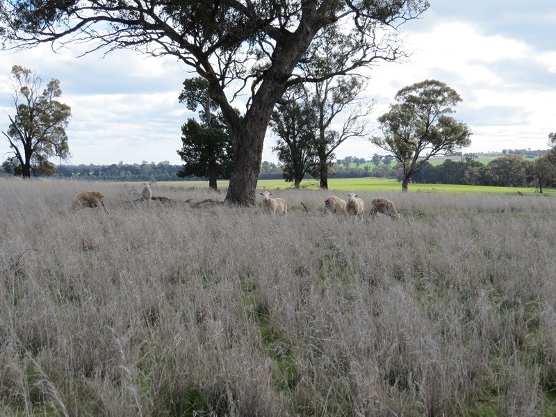 1112 Back Barooga Road, Mulwala NSW 2647